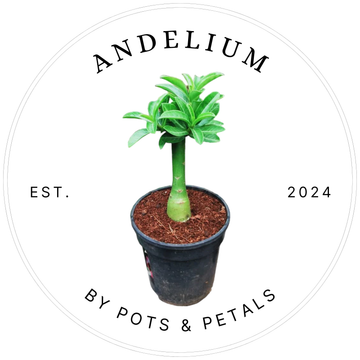 ANDELIUM Premium Indoor Plant – Lush, Easy-Care Decorative Greenery for Home & Office