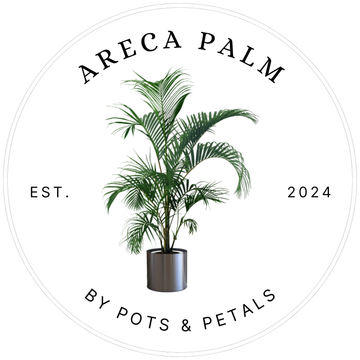 ARECA PALM Indoor Plant – Lush, Air-Purifying Greenery for Home & Office Decor