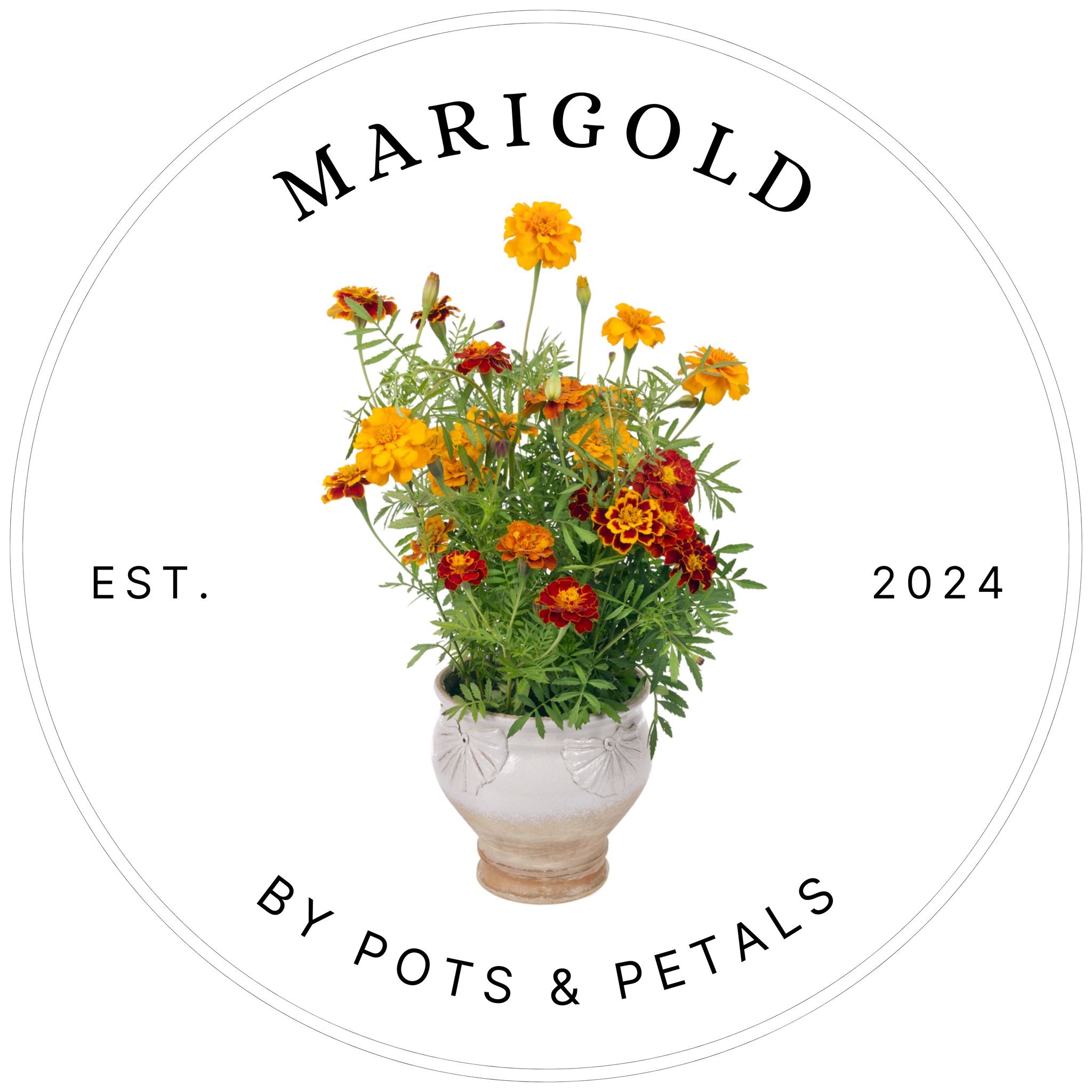 MARIGOLD FLOWERS – Bright, Vibrant Blooms for Garden & Indoor Décor